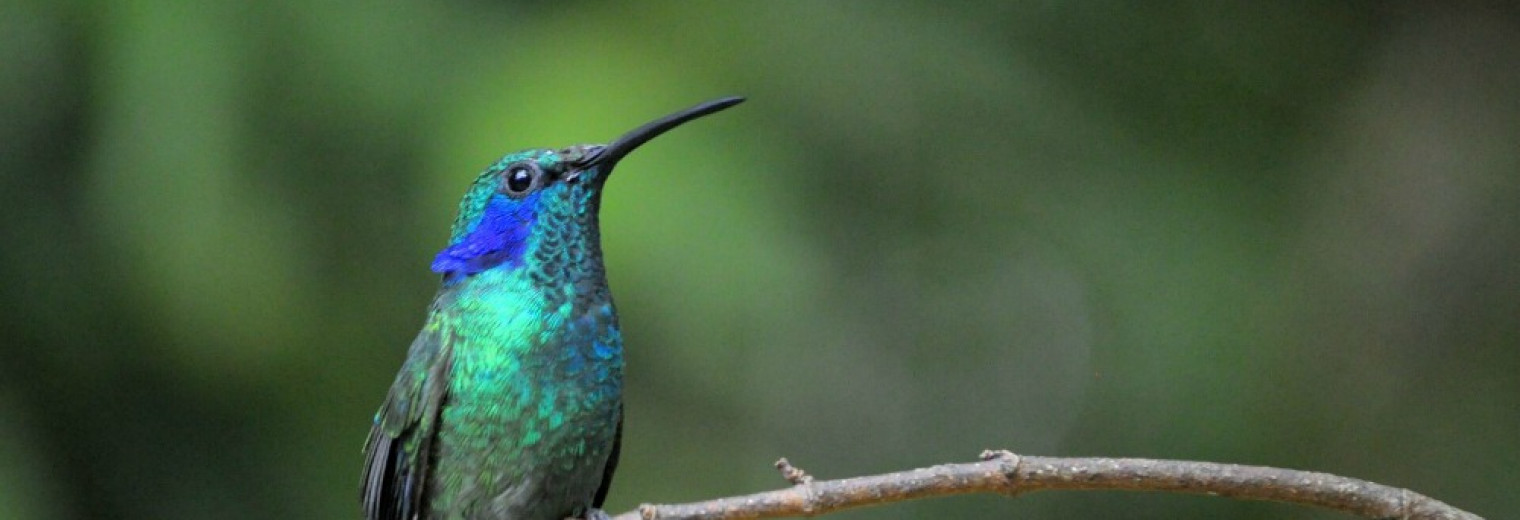 Hummingbird, Villa Blanca Cloud Forest, Costa Rica