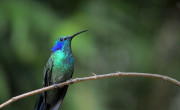 Hummingbird, Villa Blanca Cloud Forest, Costa Rica
