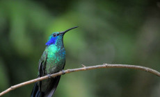 Hummingbird, Villa Blanca Cloud Forest, Costa Rica