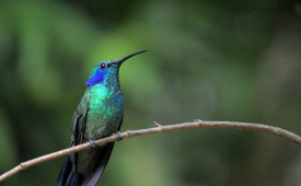 Hummingbird, Villa Blanca Cloud Forest, Costa Rica