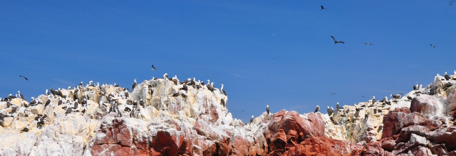 Ballestas Islands, Peru