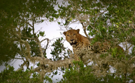 Leopard, Yala NP, Sri Lanka