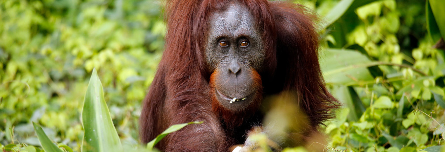 Orangutan, Kinabatangan River, Borneo