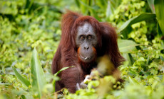 Orangutan, Kinabatangan River, Borneo