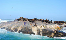 Seal Island, Cape Peninsula