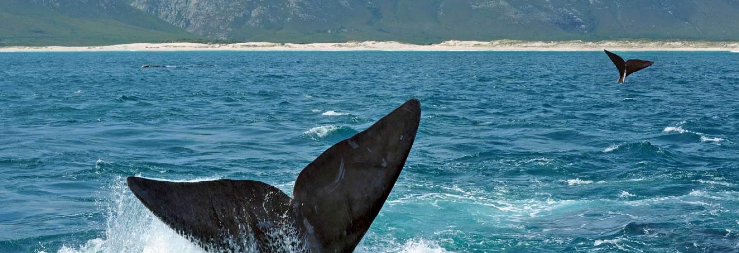 Whale watching, Hermanus, South Africa