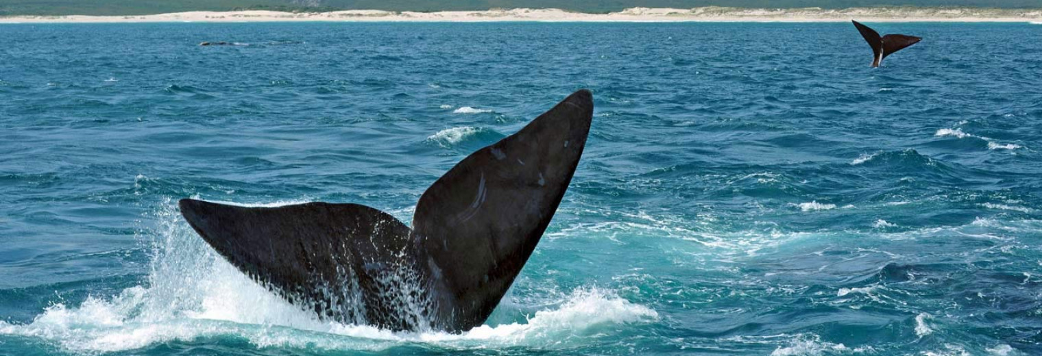 Whale watching, Hermanus, South Africa