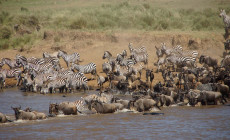 Mara River crossing, Masai Mara, Kenya