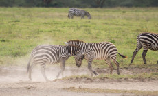 Lake Nakuru, Kenya