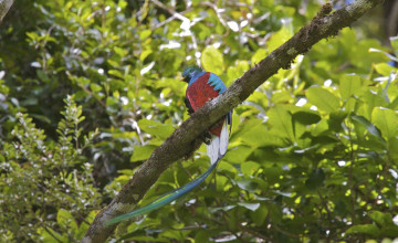 Quetzal tour, Villa Blanca Cloud Forest, Costa Rica