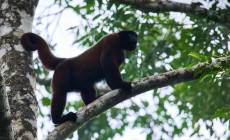 Woolly monkey, Amazon Jungle, Ecuador