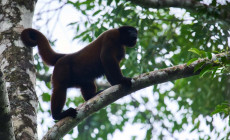 Woolly monkey, Amazon Jungle, Ecuador