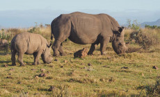 Rhinos, Gondwana Game Reserve, South Africa