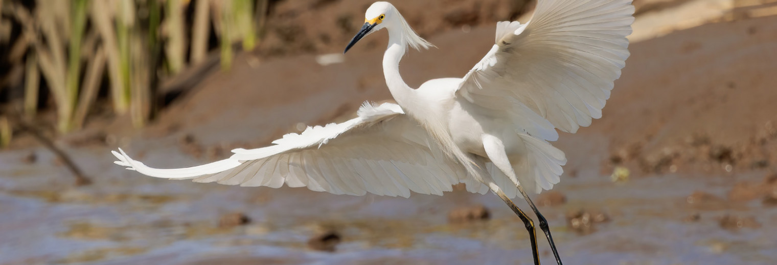 Snowy Egret, Tortuguero