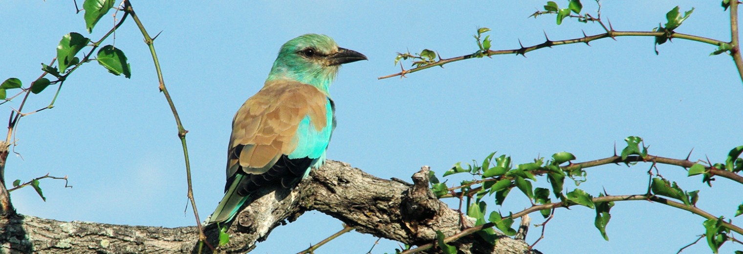 European roller, Kruger, South Africa