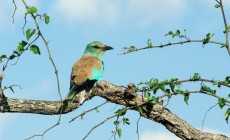 European roller, Kruger, South Africa