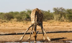Giraffe, Etosha, Namibia