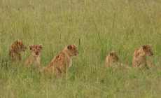 Lions, Masai Mara, Kenya
