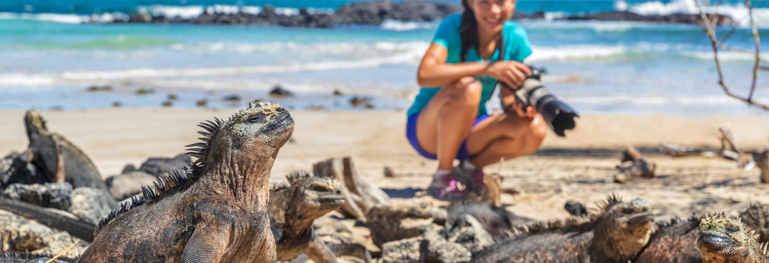 Marine Iguana, Galapagos Islands