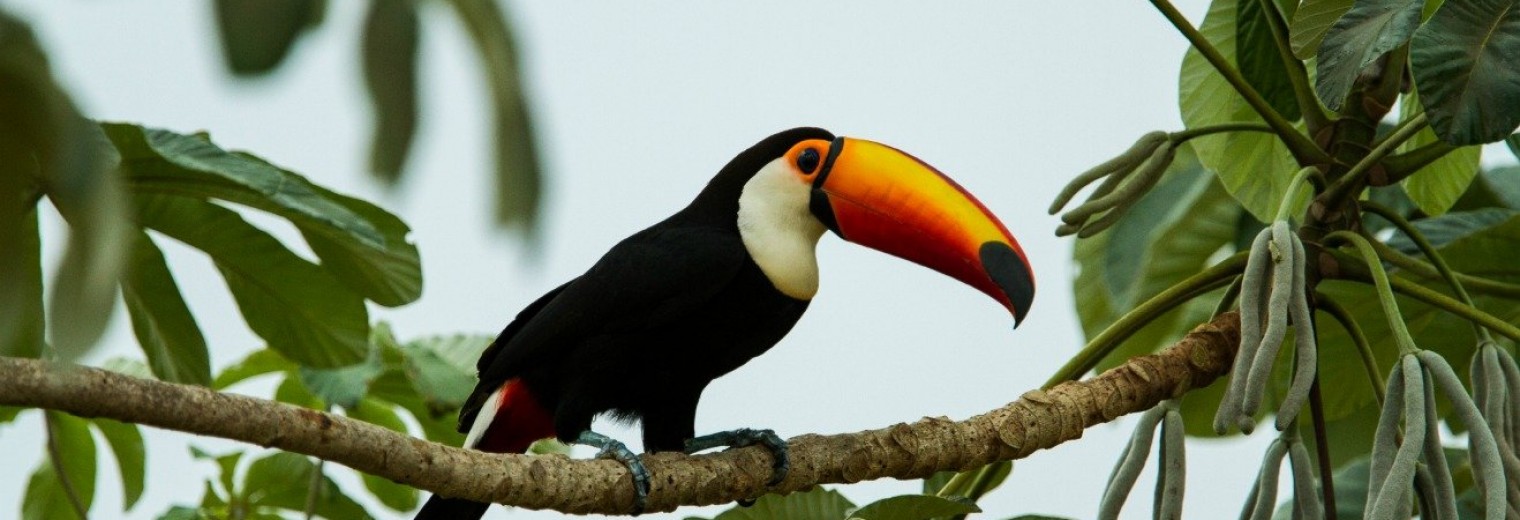 Tucan, Pantanal, Brazil