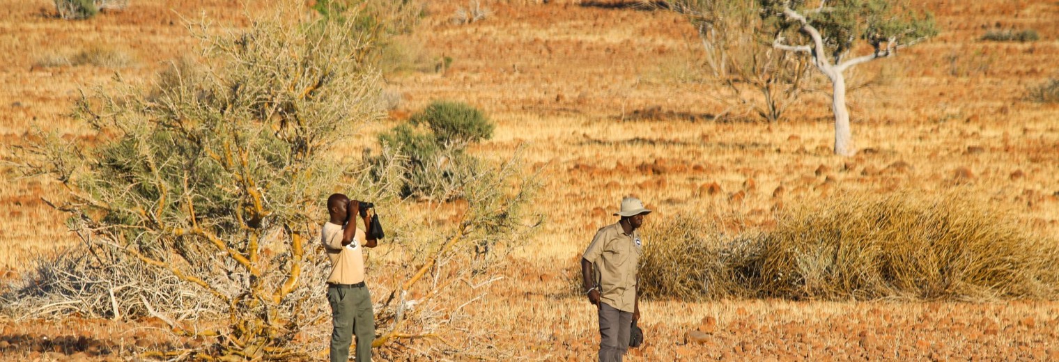 Rhino tracking, Damaraland, Namibia