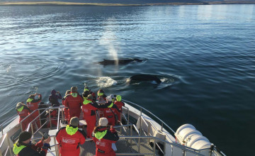 Whale Watching, Akureyri