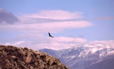 Condor, Colca Canyon, Peru