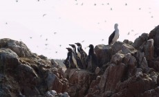 Penguins, Ballestas Islands, Peru