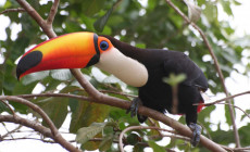 Toucan, Pantanal, Brazil