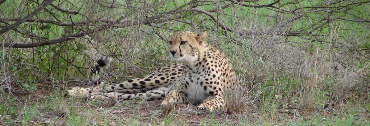 Cheetah, Samburu National Reserve, Kenya