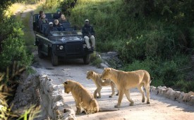 Lions, Kruger National Park, South Africa