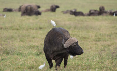 Buffalo, Lake Nakuru National Park, Kenya