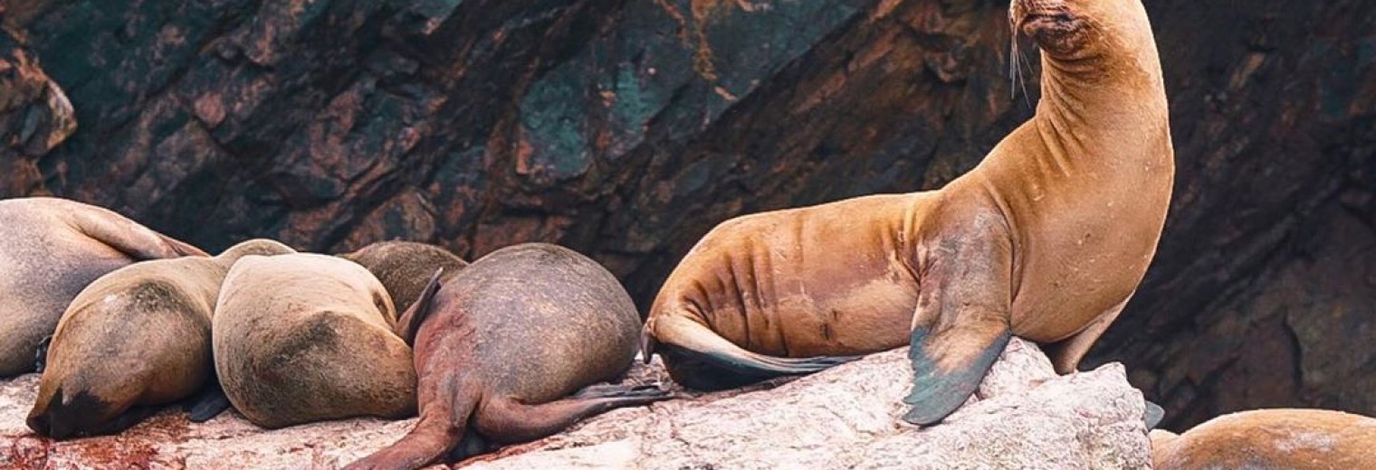 Patagonia sea lion, Paracas, Peru