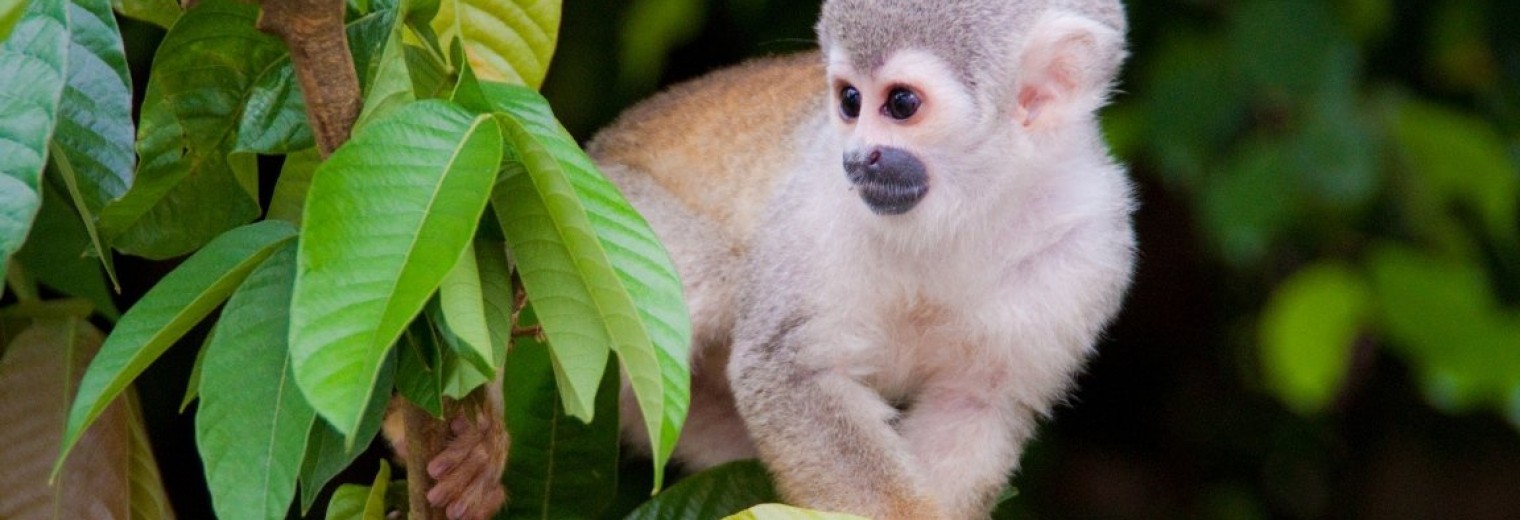 Amazon Jungle, Peru