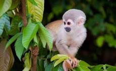 Amazon Jungle, Peru