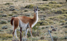 Patagonia, Chile - Shirley and Paul Lumbewe