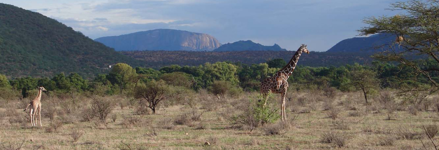 Giraffe, Samburu National Reserve, Kenya