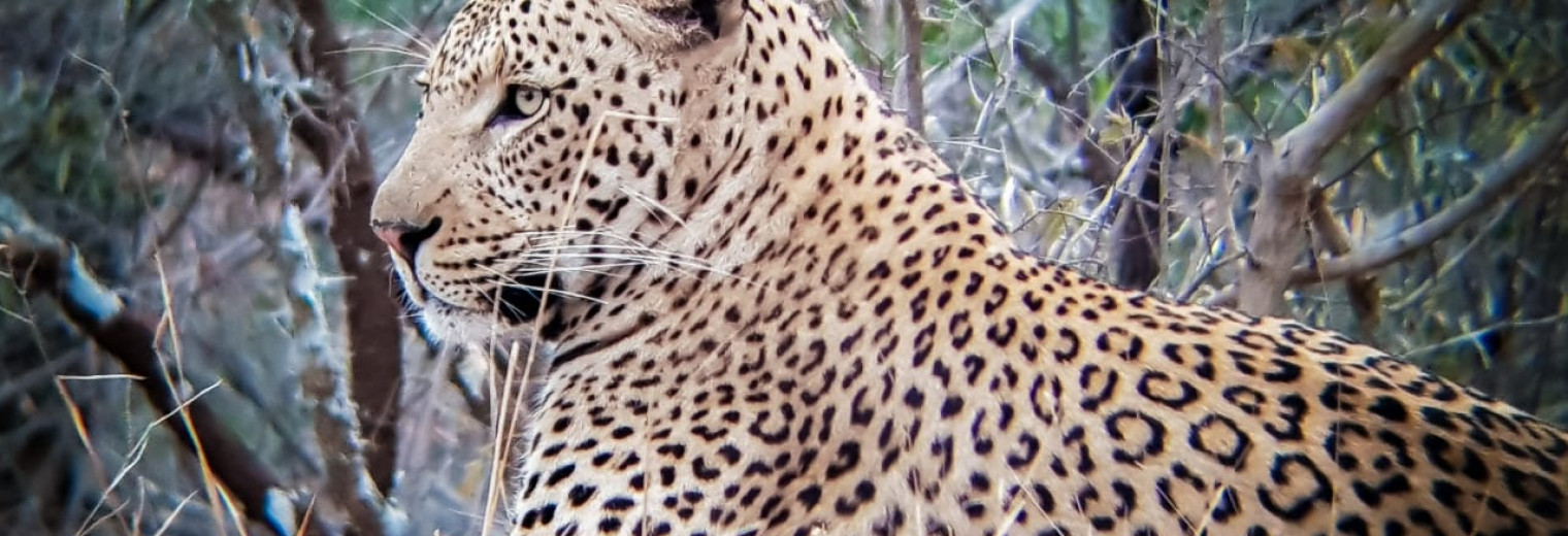 Leopard, Khaya Ndlovu, Kruger