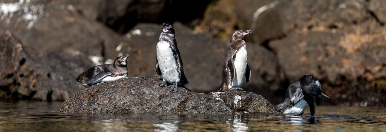 Penguins, Galapagos Islands