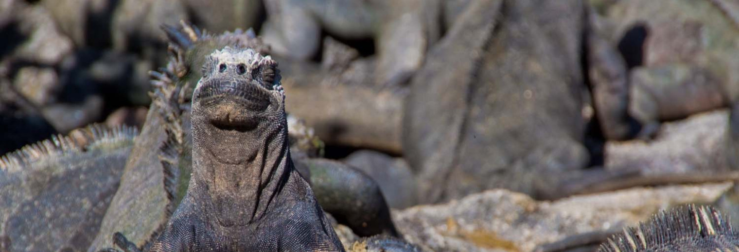 Sunbathing iguana, Galapagos Islands