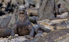 Sunbathing iguana, Galapagos Islands