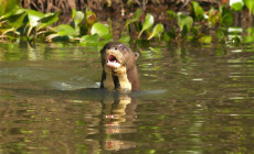 Giant otter, Pousada Rio Mutum, Pantanal, Brazil