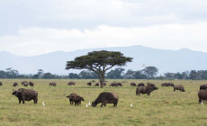 Lake Nakuru, Kenya