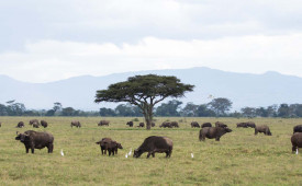 Lake Nakuru, Kenya