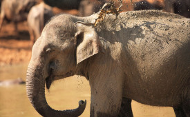 Elephants, Yala NP, Sri Lanka