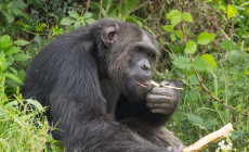 Chimpanzee, Ol Pejeta Conservancy, Kenya