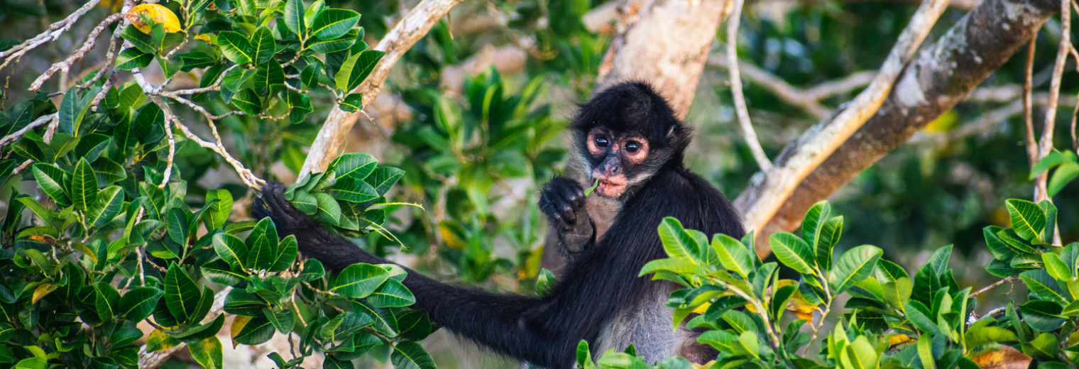 Spider Monkey, Tikal