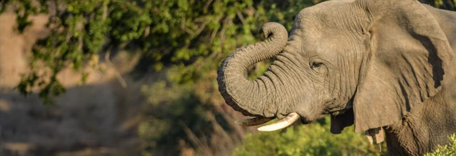 Elephant, Khaya Ndlovu, Kruger