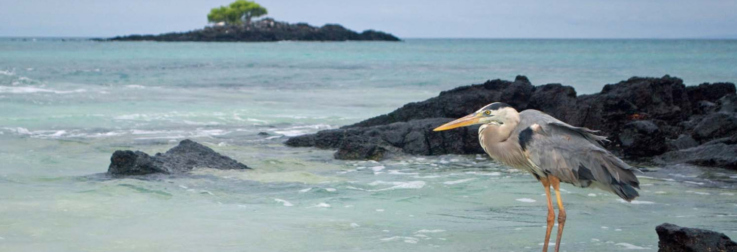 Great blue heron, Galapagos Islands