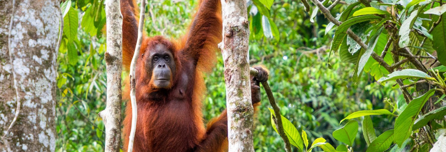 Borneo Orangutan at the Semenggoh Nature Reserve